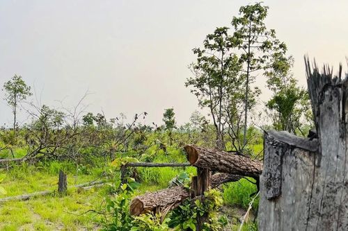 Hàng chục cán bộ ở Đắk Lắk bị khởi tố vì để 'lâm tặc' phá rừng
