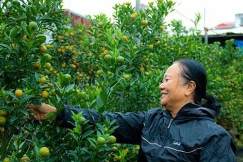 Người dân làng quất Tứ Liên tất bật chuẩn bị đón Tết Nguyên đán