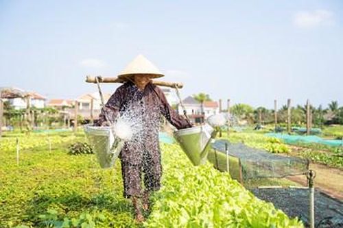 Làng rau Trà Quế được trao chứng nhận 'Làng du lịch tốt nhất năm 2024'