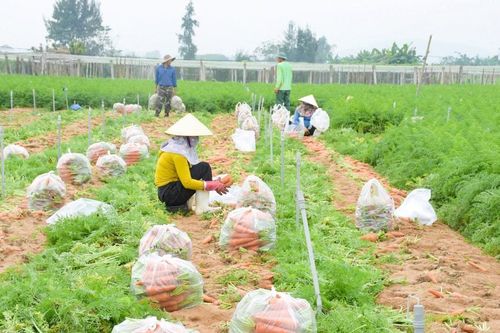 Vùng chuyên canh rau màu lớn nhất Nghệ An vào vụ thu hoạch