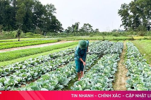 Làng rau an toàn lớn nhất Đức Thọ tất bật vào vụ tết