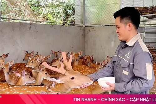 Đưa hươu sao lên nền tảng số, 9X Hà Tĩnh chắp cánh cho đặc sản vươn xa