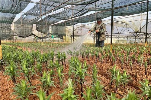 Đà Lạt có hơn 850 ha trồng hoa phục vụ thị trường Tết