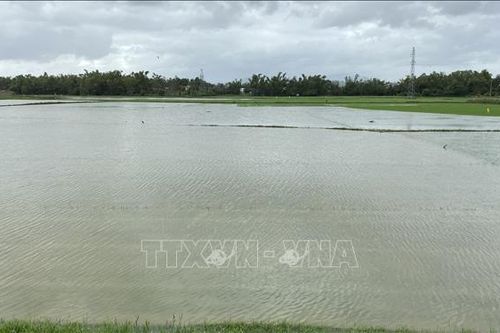 Mưa lớn gây ngập úng hàng nghìn hecta lúa mới gieo sạ ở Bình Định