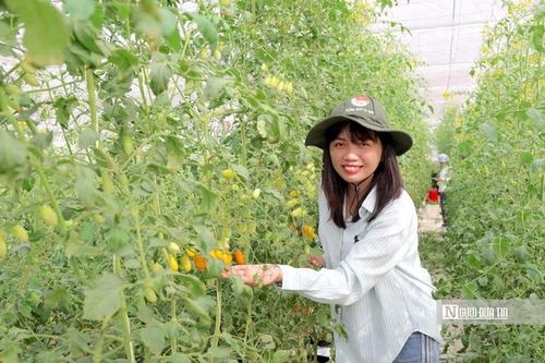 Kỹ sư điện chia sẻ bí quyết khởi nghiệp thành công nhờ trồng cà chua công nghệ cao nơi vùng đất nắng nóng