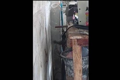 Vào bếp, chủ nhà tái mặt khi phát hiện 'vị khách không mời'