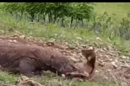CLIP: Cảnh săn mồi đầy ám ảnh của rồng Komodo chú dê non không kịp phản kháng