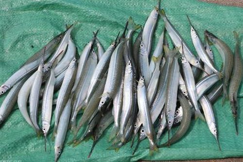 Loại cá xưa ít ai biết, nay thành đặc sản được ưa chuộng vì ngon, 200.000 đồng/kg