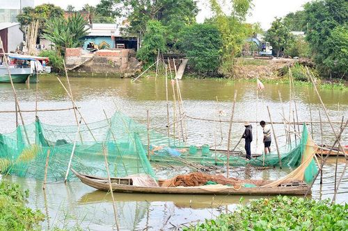 Dỡ chà bắt cá trên sông