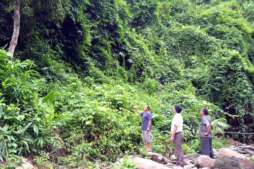 Cần tháo gỡ khó khăn trồng rừng
