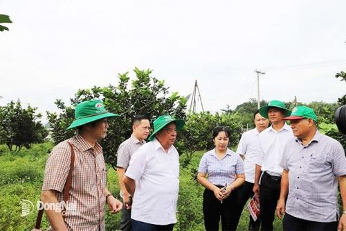 Nhân rộng mô hình sản xuất theo hướng hữu cơ tại huyện Thống Nhất