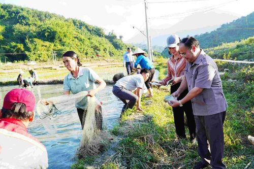 Hội nghị đầu bờ đánh giá kết quả thực hiện Mô hình cá - lúa trên địa bàn huyện Nậm Nhùn năm 2024