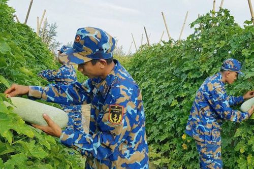 Sức sống mới trên vùng đồi cát