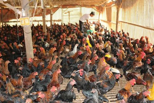 Chăm sóc, vỗ béo vật nuôi phục vụ thị trường cuối năm