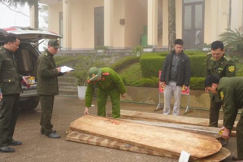 Sa Pa: Bắt đối tượng vận chuyển trái phép gỗ pơ mu