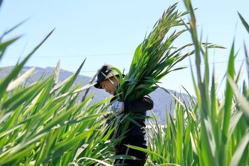 Festival Hoa Đà Lạt - hành trình khẳng định giá trị