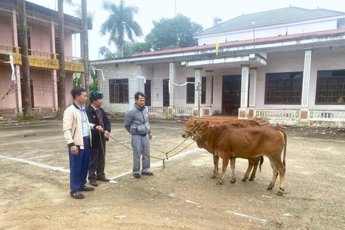 Trao bò giống hỗ trợ người dân vươn lên thoát nghèo