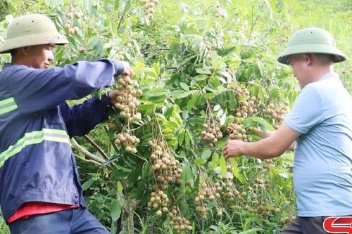 Chiềng Khương nỗ lực phát triển kinh tế