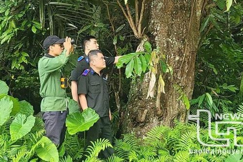 Nhiều nguồn gen quý được bảo vệ