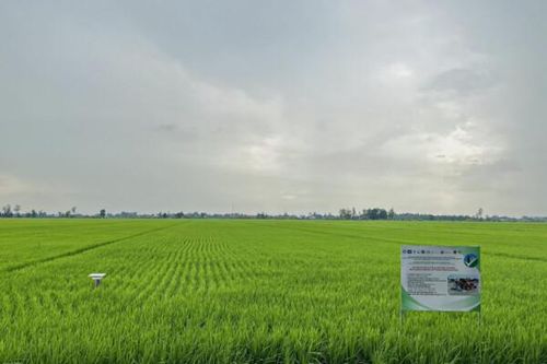 Thủ tướng yêu cầu triển khai hiệu quả Đề án 01 triệu ha lúa chất lượng cao và phát thải thấp
