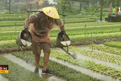 Đại biểu quốc tế đội mưa trải nghiệm làng rau Trà Quế