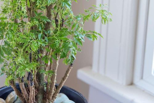 Trồng đinh lăng trong nhà có ý nghĩa gì về phong thủy?