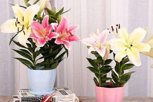 Cách trồng hoa ly kịp nở đón Tết