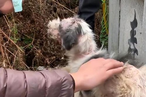 Chuyện không ai ngờ tới: Chú chó dành 2 năm chỉ để làm một việc khiến hàng triệu người xúc động