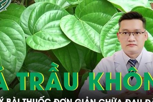Gợi ý bài thuốc hay từ lá trầu không trị chứng đau đầu