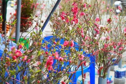 Đào, quất xuống phố hút người Hà Nội chơi hoa Tết sớm
