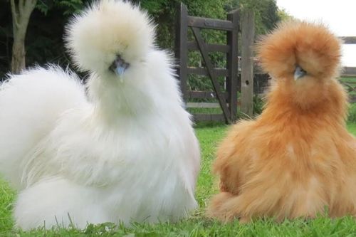 Một số loài gà quý hiếm, độc lạ ở Việt Nam