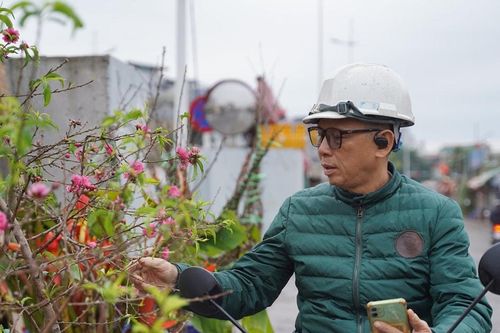 Đào cành, quất cảnh xuống phố dịp cận Tết