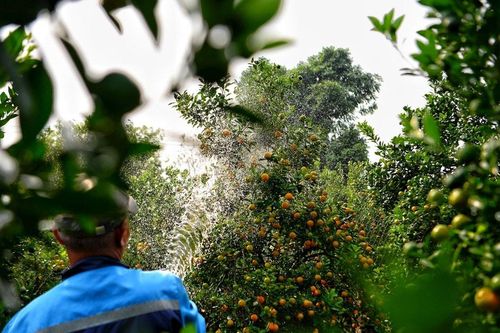 Hà Nội: Người dân Tứ Liên tất bật chăm sóc quất dịp Tết Nguyên đán 2025