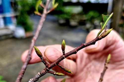 Làng mai Thế Chí Tây vào vụ Tết