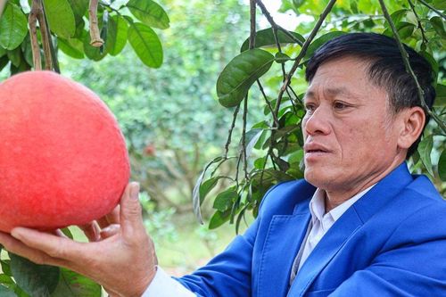 Bưởi đỏ tài lộc 'cháy hàng'