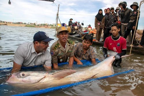 Cá trê quý hiếm nặng hơn 130 kg tái xuất trên sông Mekong