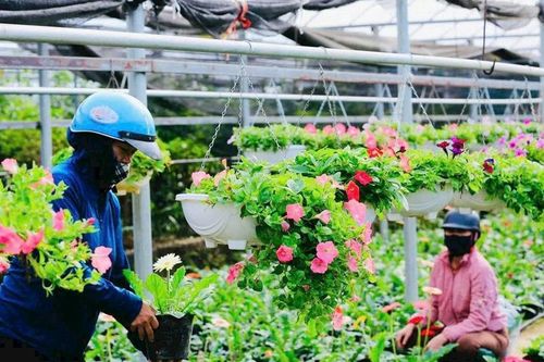 Tỷ phú trồng hoa công nghệ cao