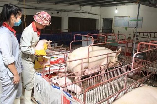 Vững vàng phát triển chăn nuôi nhờ Quỹ khuyến nông