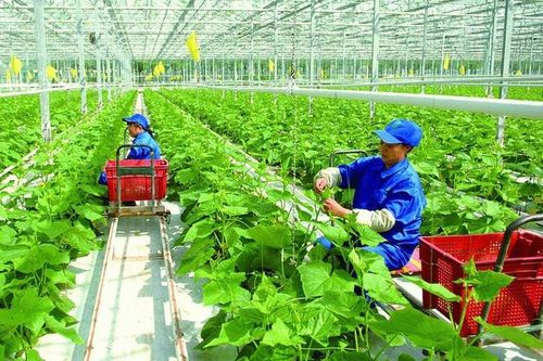 Tăng cường hợp tác nông nghiệp hiện đại giữa Việt Nam và Nhật Bản