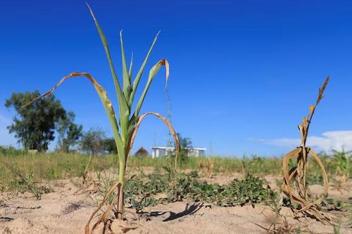 Hơn một nửa dân số thiếu đói, Zimbabwe có nguy cơ phải trải qua thêm mùa khô hạn sau đợt El Nino