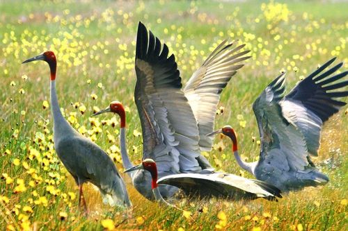 Đồng Tháp gọi sếu về