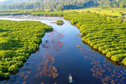 Ngắm nhìn vẻ đẹp hoang sơ, lạ mắt của rừng ngập mặn Bàu Cá Cái