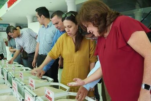 Bộ Nông nghiệp Cuba mời doanh nghiệp Việt sang đầu tư lúa gạo