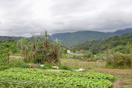 Nông dân rẻo cao Nghệ An trồng mía, rau trên đỉnh núi
