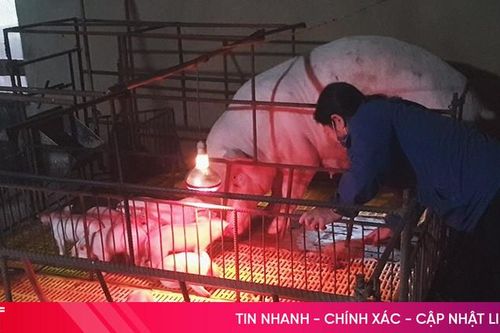 Thu hàng trăm triệu đồng mỗi năm từ nuôi lợn '5 không'
