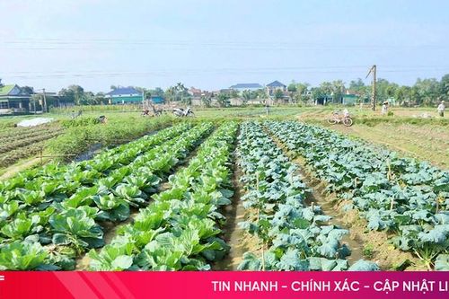 Phổ biến đề án nông nghiệp hữu cơ giai đoạn 2024 - 2030 tỉnh Hà Tĩnh