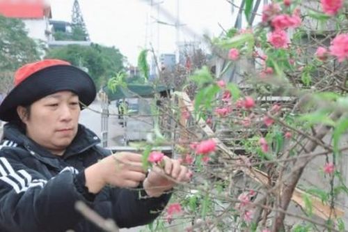Chưa đến Tết, đào, quất đã được bày bán khắp chợ, nhiều người bất ngờ khi hỏi giá