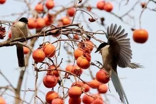 Trồng cây gì ở sân nhà tốt? 4 loại cây ăn quả này vừa ngon vừa là 'điềm lành', gọi lộc vào nhà