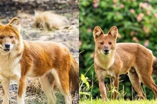 Loài chó hoang quý hiếm trong Sách Đỏ Việt Nam, hạ gục cả hổ, báo bằng đòn chí mạng