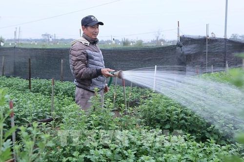 Làng hoa, cây cảnh tất bật vào vụ Tết